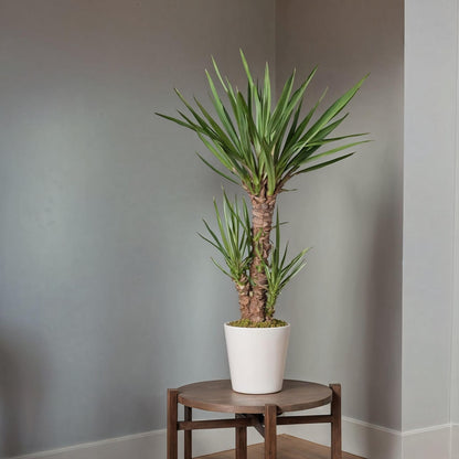 Yuca Pie De Elefante - Yucca Elephantipes - Altura 150-170cm - ⌀27cm_1