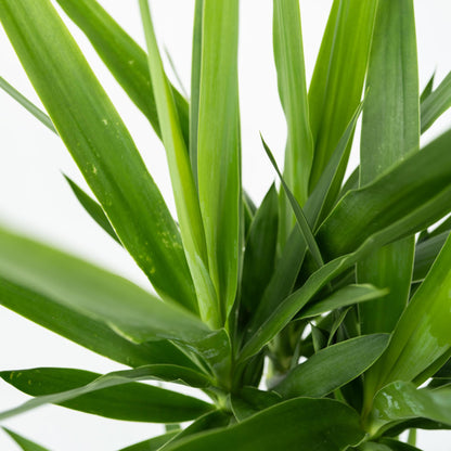 Yuca Pie De Elefante - Yucca Elephantipes - Altura 150-170cm - ⌀27cm_3