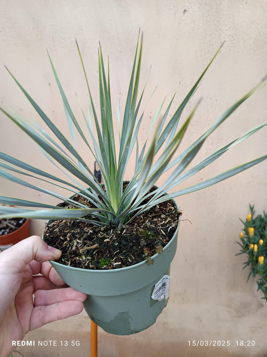 Yucca Rostrata Planta Joven Ø17 Resistente Al Sol_0