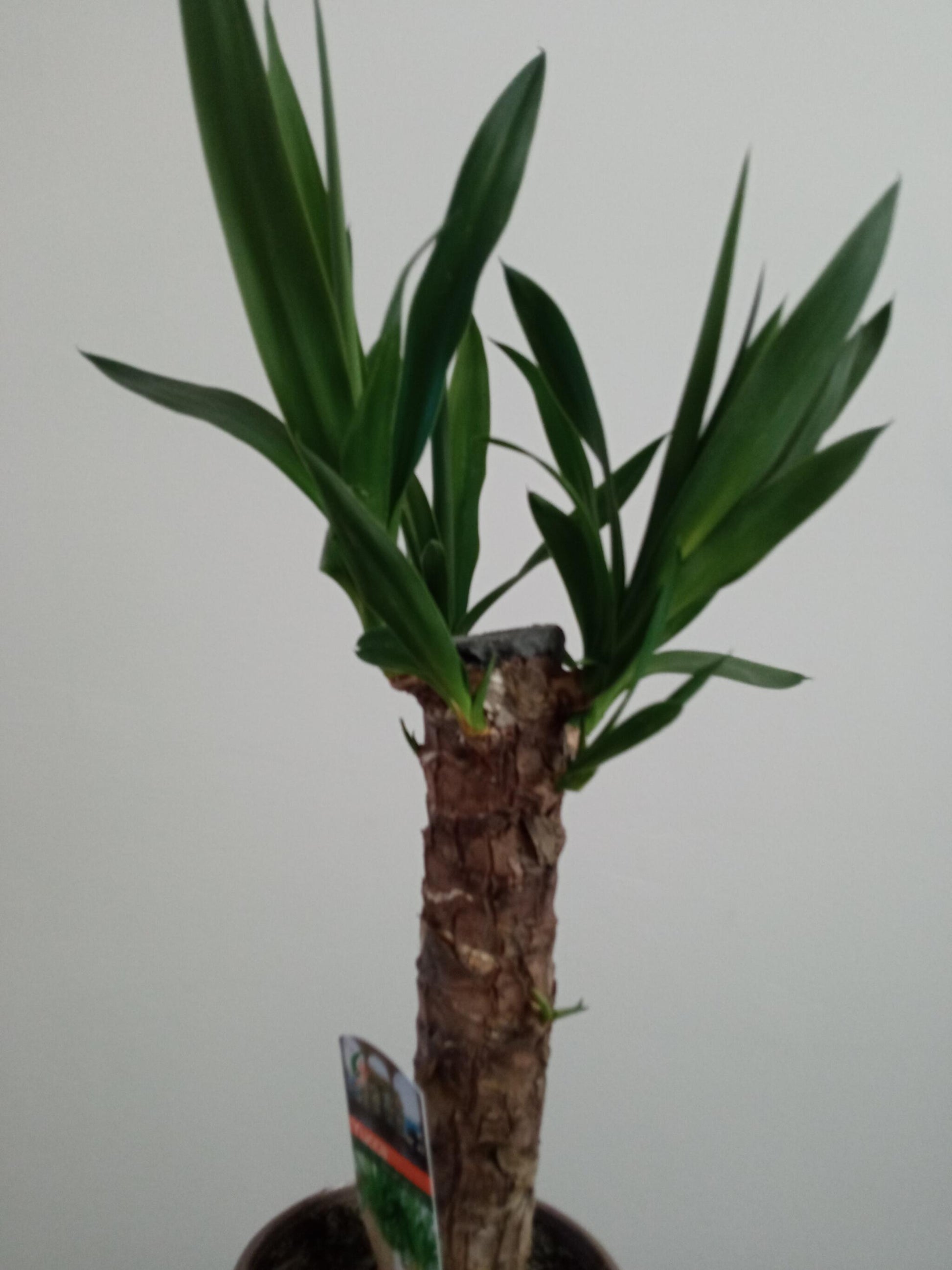 Yucca Tronco De Brasil Planta De Interior Ø14 - 50 Cm_2