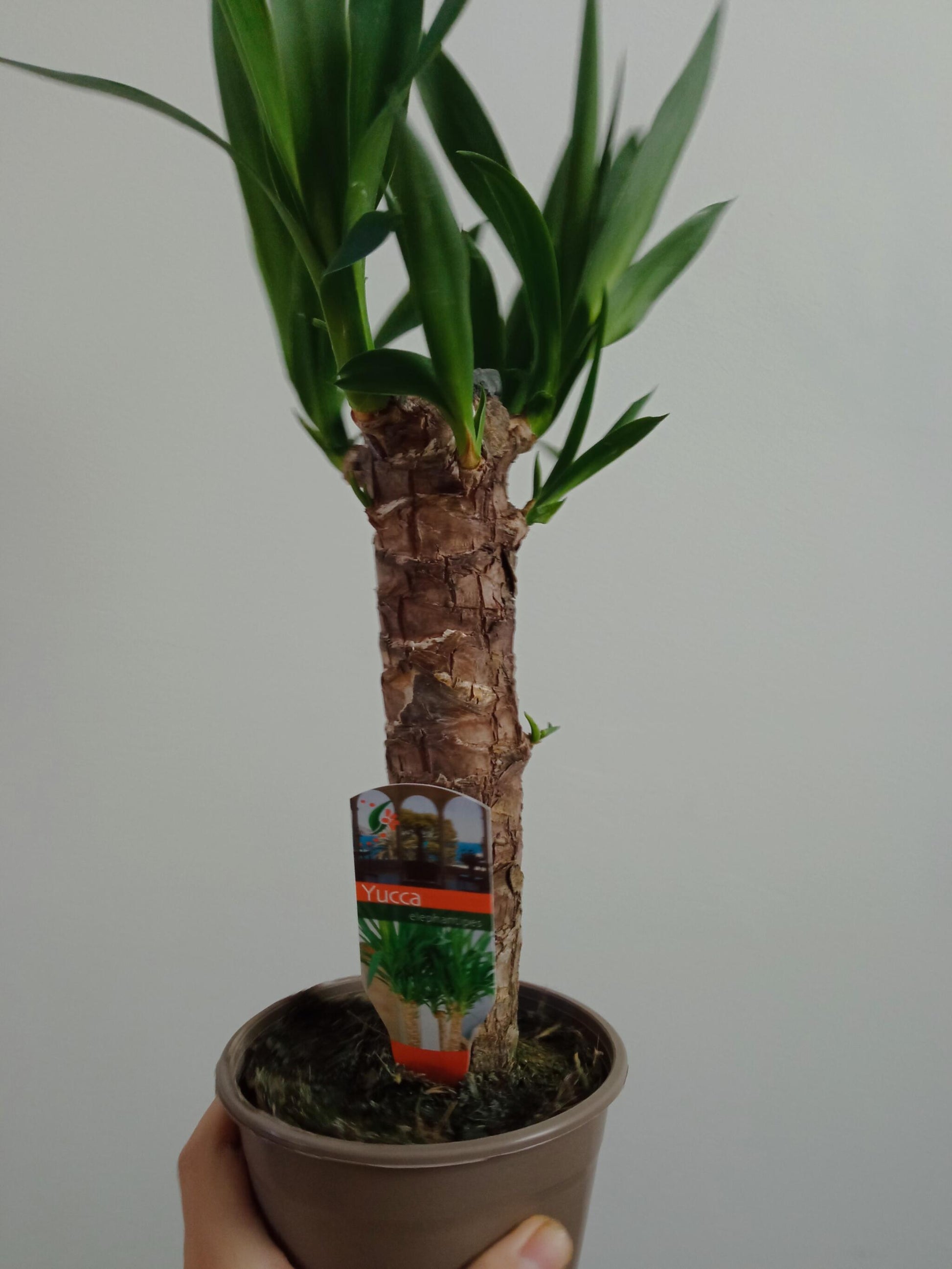 Yucca Tronco De Brasil Planta De Interior Ø14 - 50 Cm_3