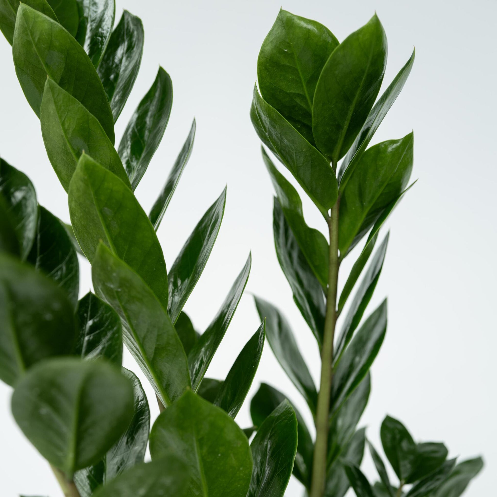 Zamioculca - Zamioculcas Emerald - Altura 70-80cm - ⌀21cm_3