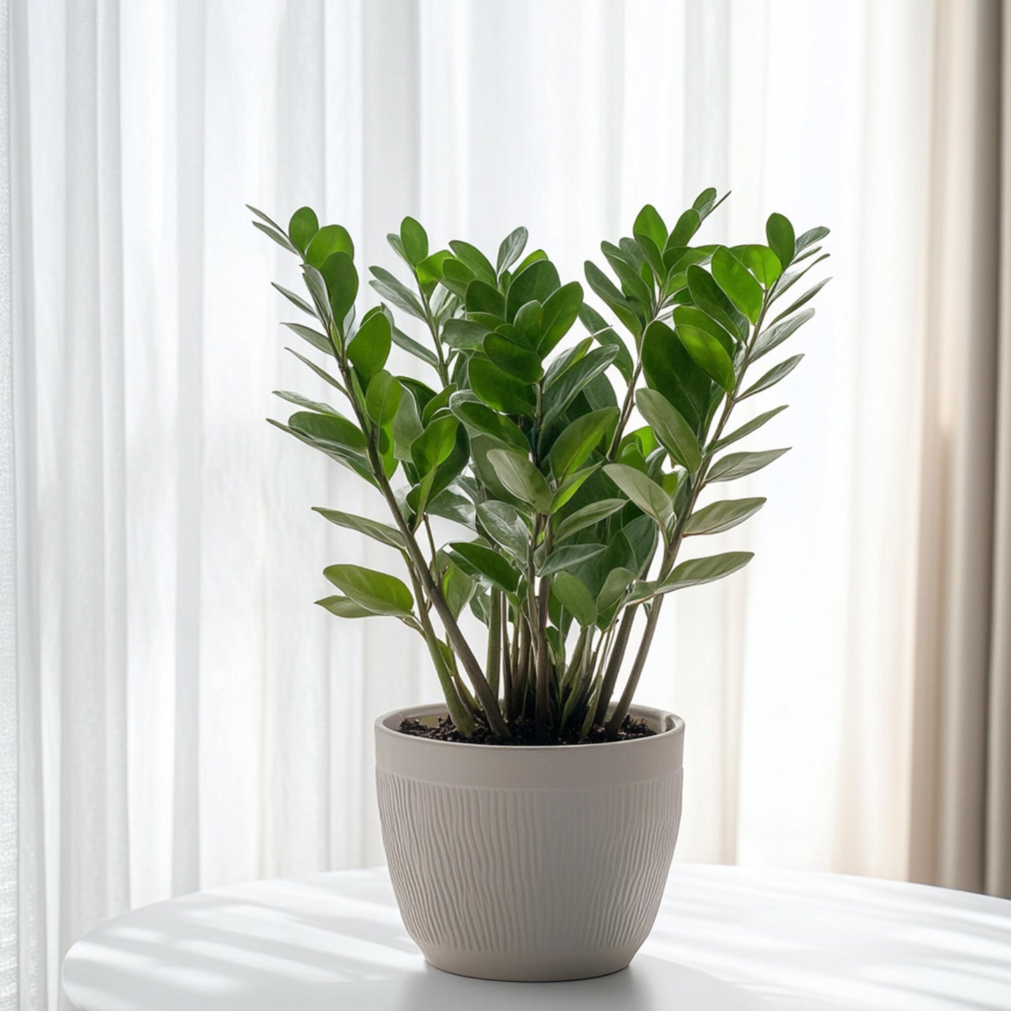 Zamioculca - Zamioculcas Zamiifolia - Altura 55-65cm - ⌀17cm_1