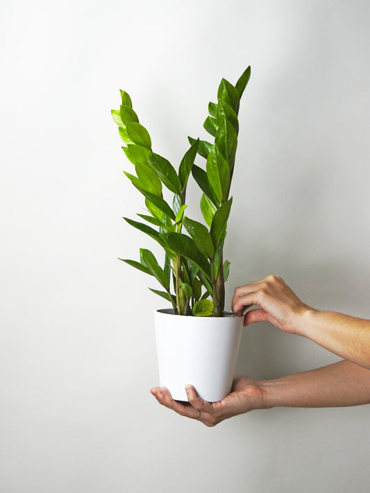Zamioculca Zamiifol  Altura 60cm - Maceta 14cm_0