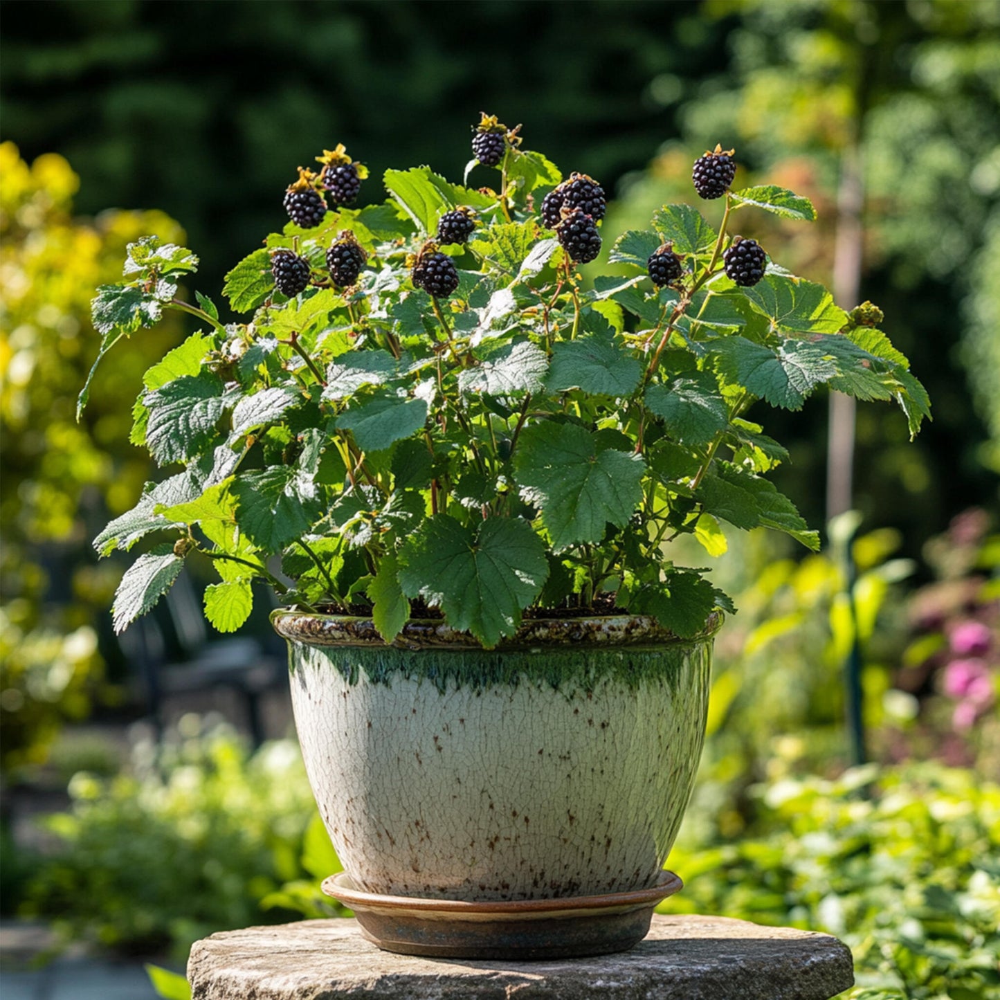 Zarzamora - 2 Pzs - Rubus Fruticosus 'thornfree' - Altura 50-60cm - ⌀15cm_1