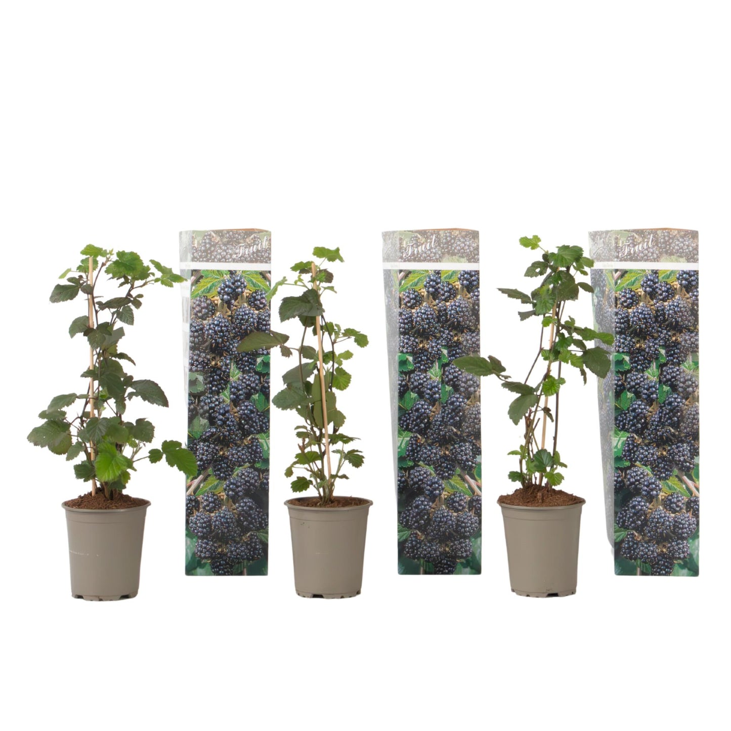Zarzamora - 3 Piezas - Rubus Thornless - Altura 25-40cm - ⌀9cm_0
