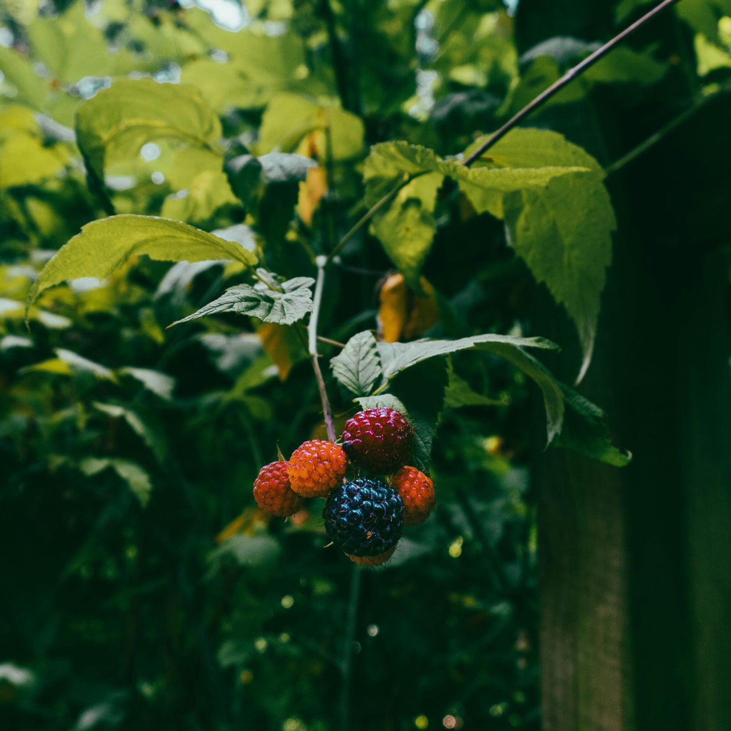 Zarzamora - 3 Piezas - Rubus Thornless - Altura 25-40cm - ⌀9cm_1