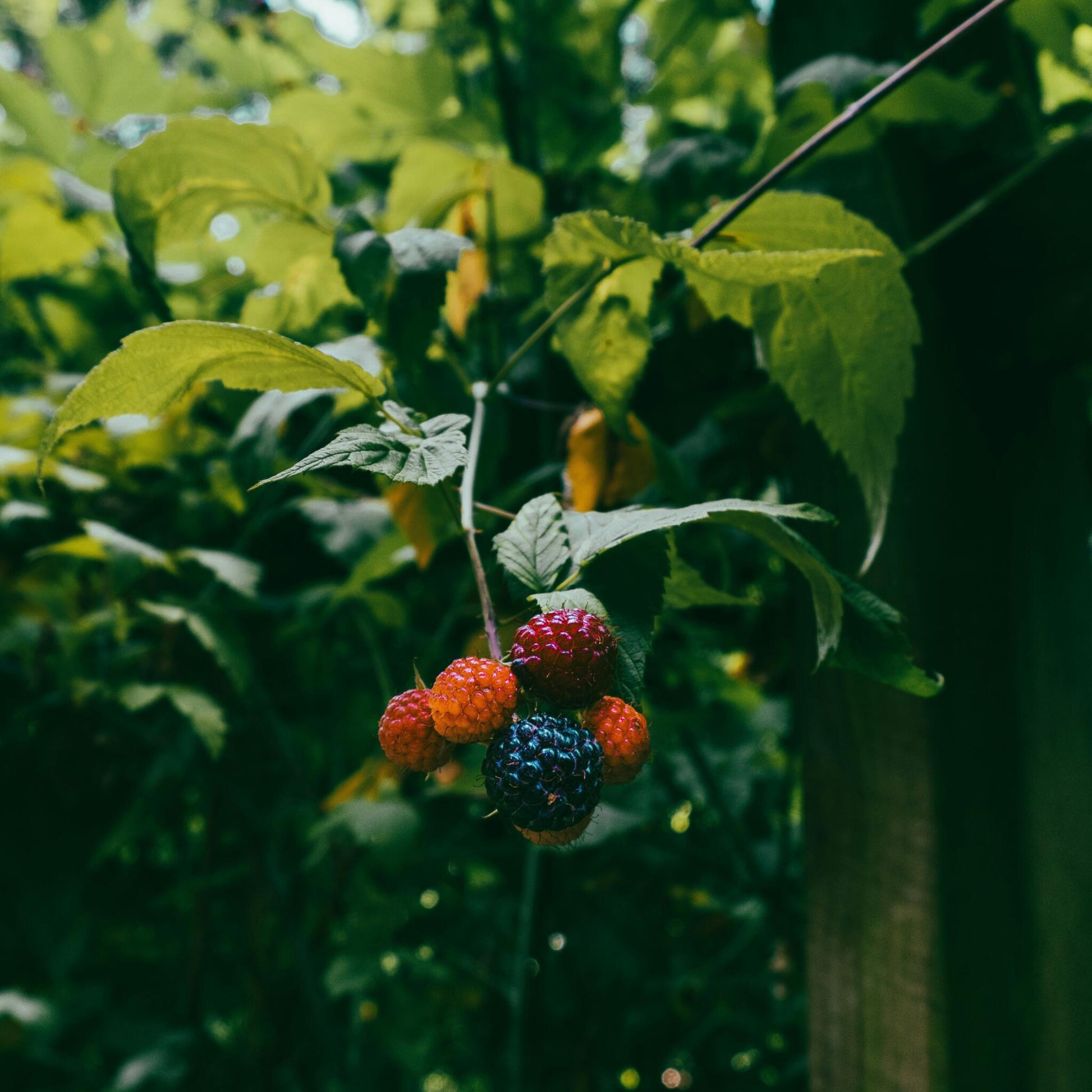 Zarzamora - 3 Piezas - Rubus Thornless - Altura 25-40cm - ⌀9cm_1