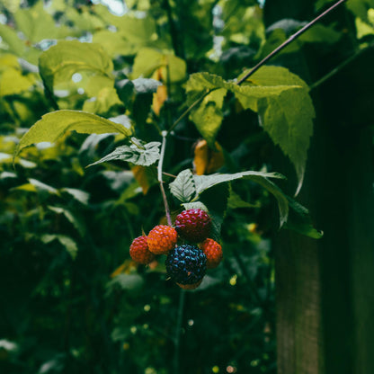 Zarzamora - 3 Piezas - Rubus Thornless - Altura 25-40cm - ⌀9cm_1