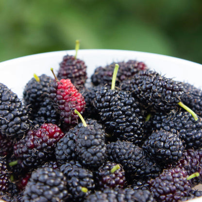 Zarzamora - 3 Piezas - Rubus Thornless - Altura 25-40cm - ⌀9cm_3