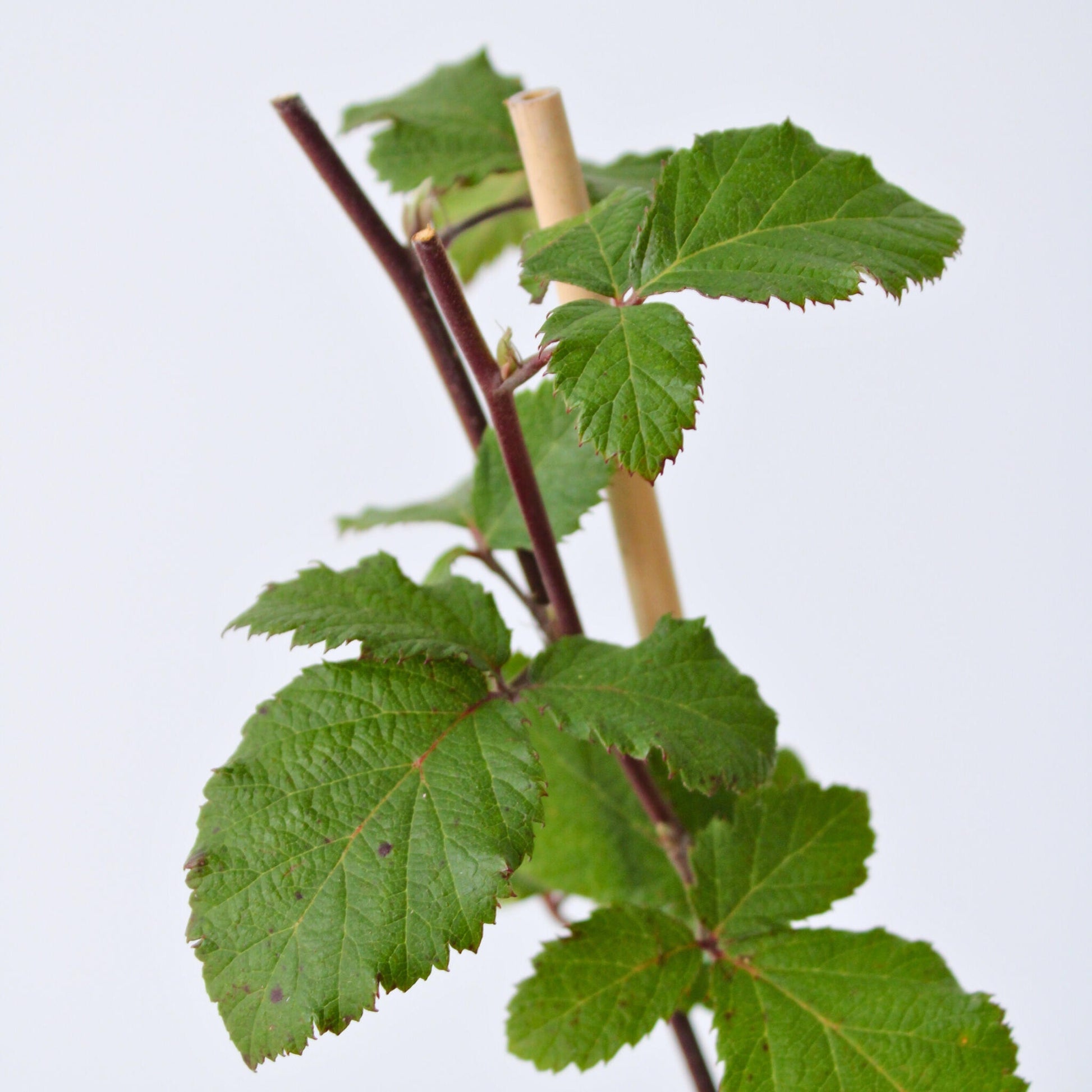Zarzamora - 4 Pzs - Rubus Fruticosus 'thornfree' - Altura 50-60cm - ⌀15cm_3