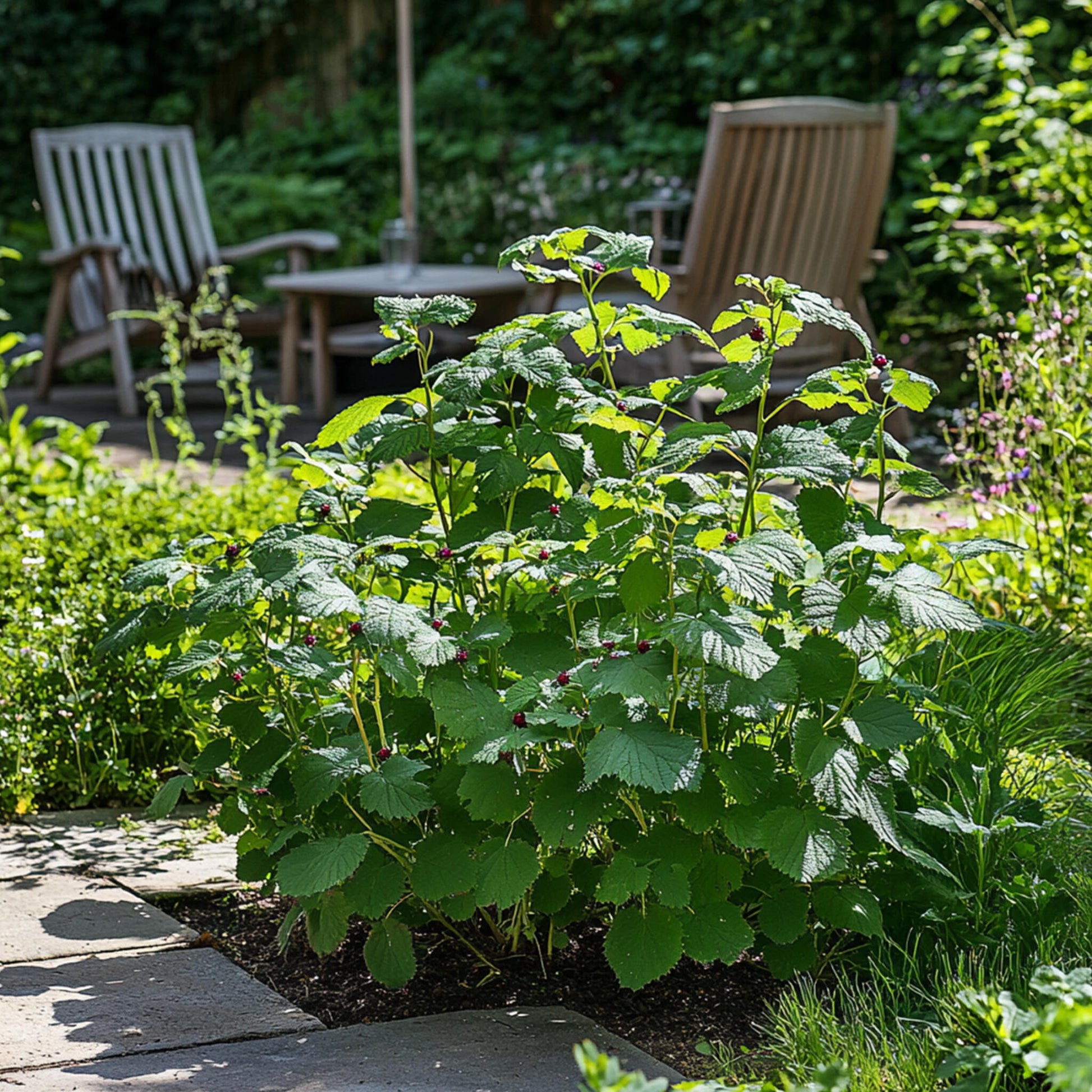 Zarzamora - 4 Pzs - Rubus Fruticosus 'thornfree' - Altura 50-60cm - ⌀15cm_4