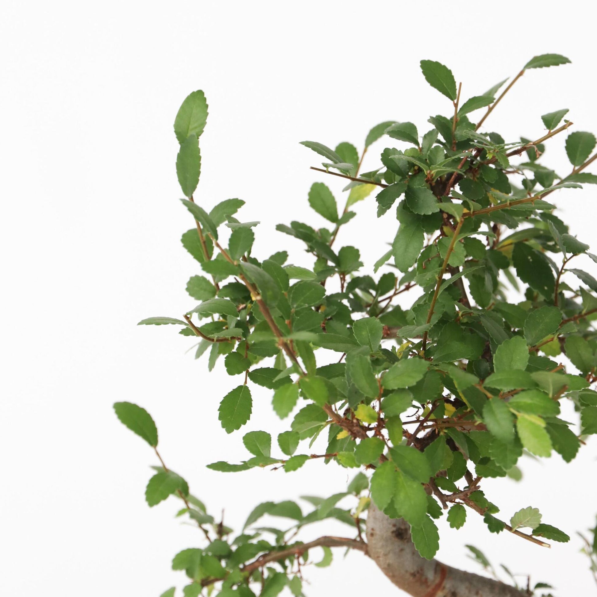 Zelcova Del Japón - Zelkova Serrata - Altura 20-25cm - ⌀15cm_3