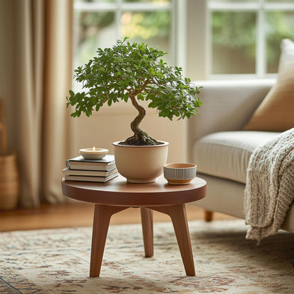 Zelcova Del Japón - Zelkova Serrata - Altura 20-25cm - ⌀15cm_4
