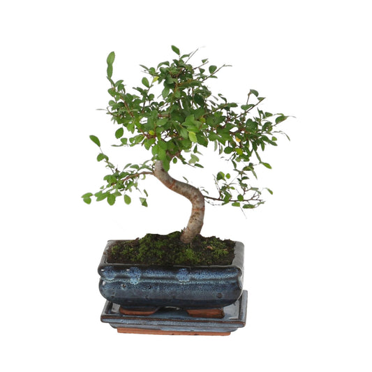 Zelcova Del Japón - Zelkova Serrata - Altura 20-30cm - ⌀20cm_0