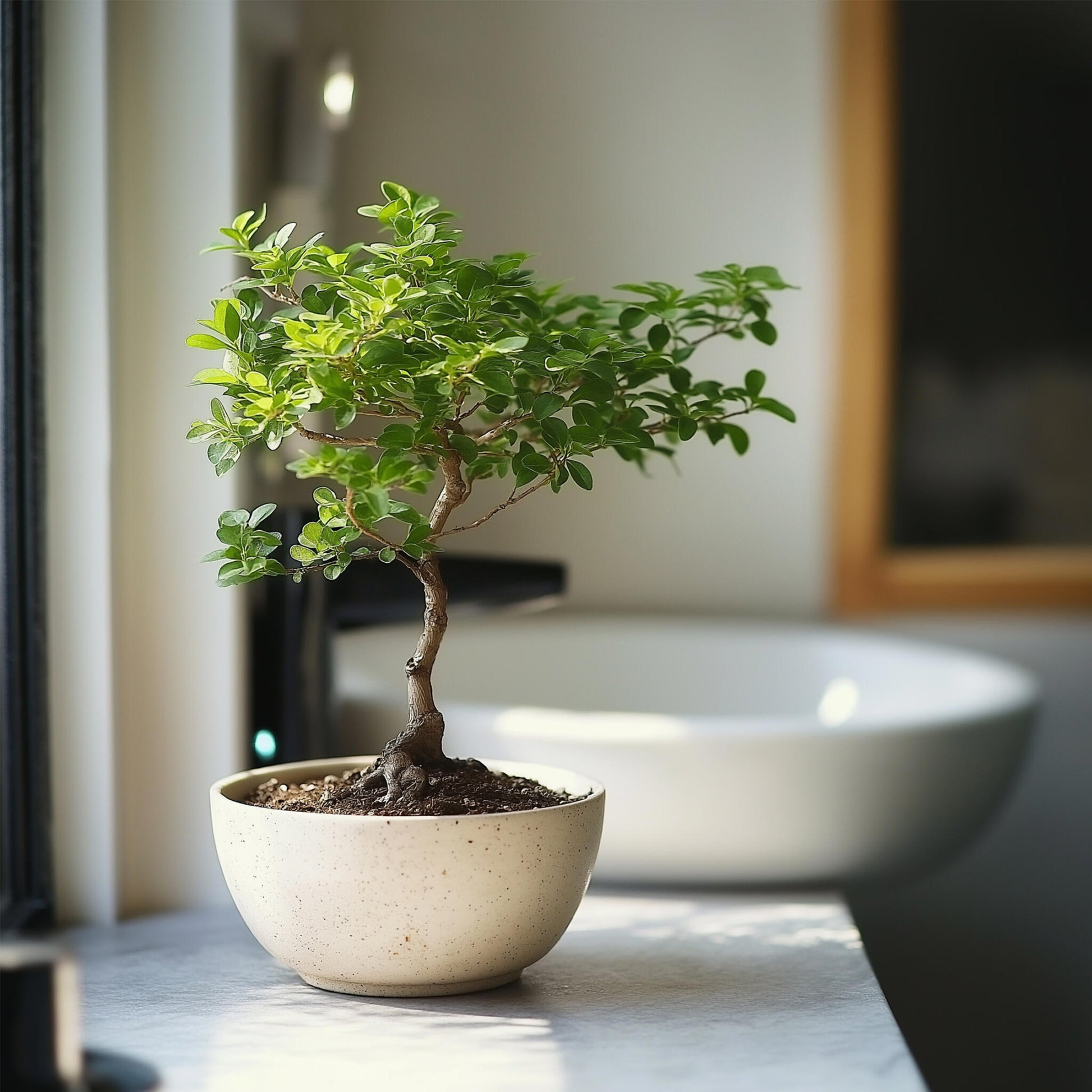 Zelcova Del Japón - Zelkova Serrata - Altura 25-35cm - ⌀20cm_4