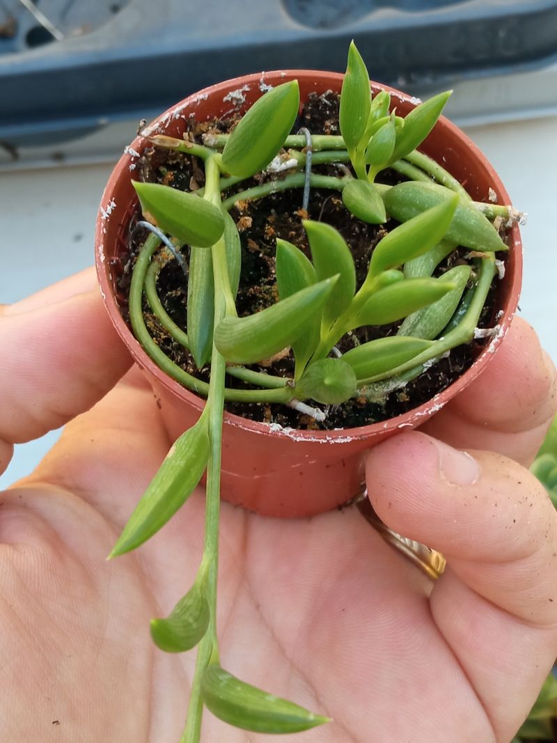Senecio Ottona Verde Pequeña Planta Colgante 5 Cms_0
