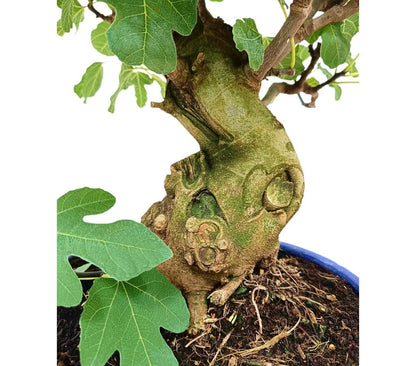Bonsái Ficus Carica 19 Años (higuera)_2