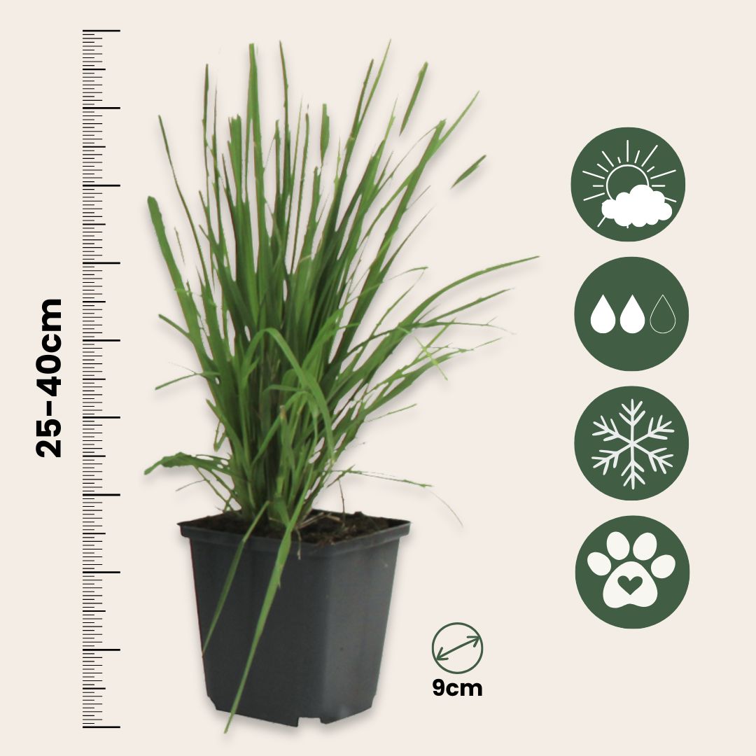 Hierba Da Las Pampas - 3 Pzs - Cortaderia Selloana - Altura 25-40cm - ⌀9cm_2