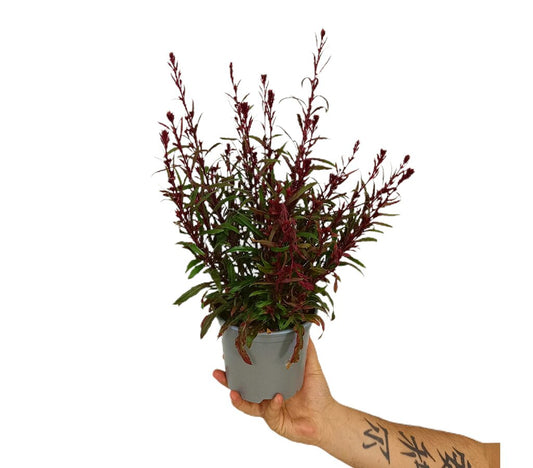 Gaura M14_0