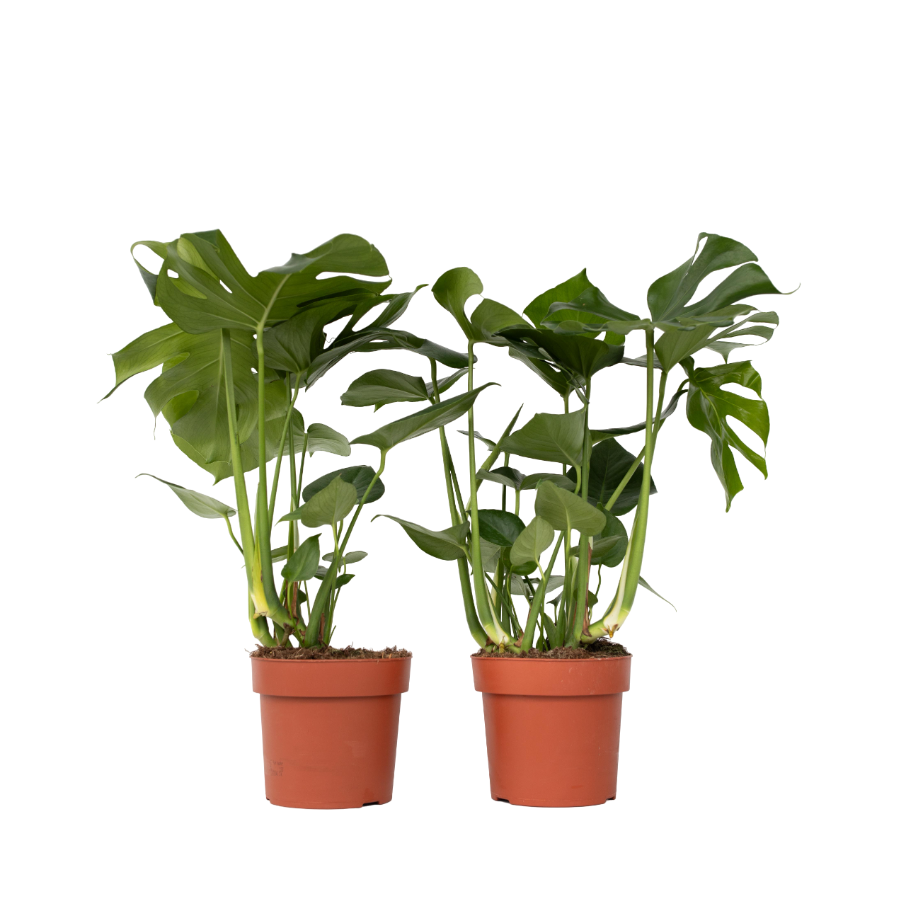 Costilla De Adán - 2 Pzs - Monstera Deliciosa - Altura 70-80cm - ⌀21cm