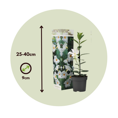 Mandevilla - 3 Pzs - Dipladenia Sanderii 'rio White' - Altura 25-40cm - ⌀9cm_2