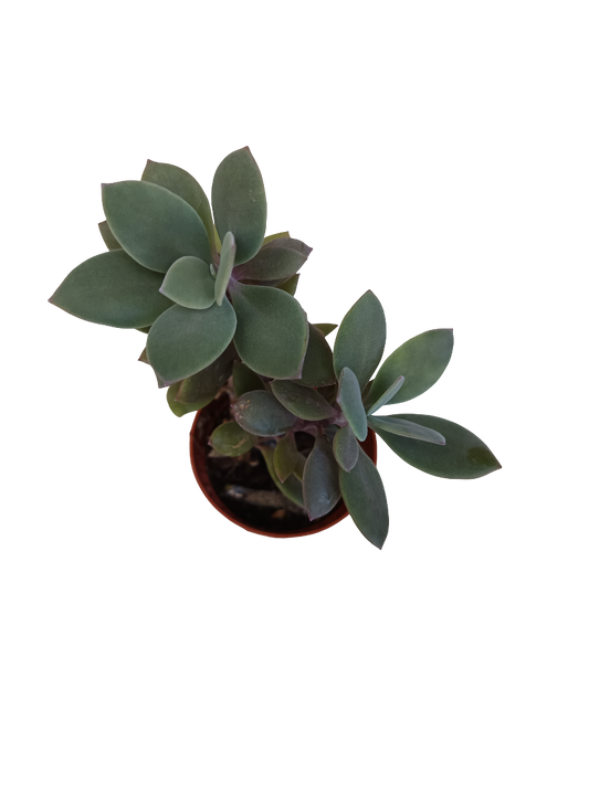 Senecio Granti Planta Suculenta Ø5_0