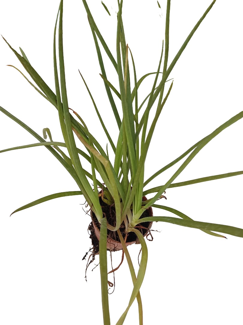 Bulbine Frutescens Planta Suculenta De Flor Ø8_0