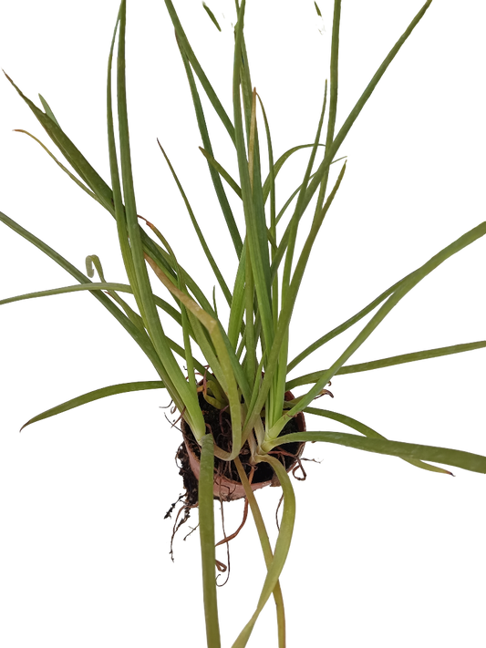 Bulbine Frutescens Planta Suculenta De Flor Ø8_0