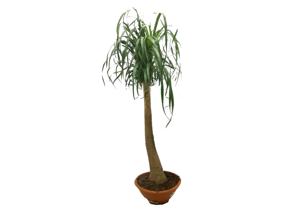 Beaucarnea Recurvata T30 90cm