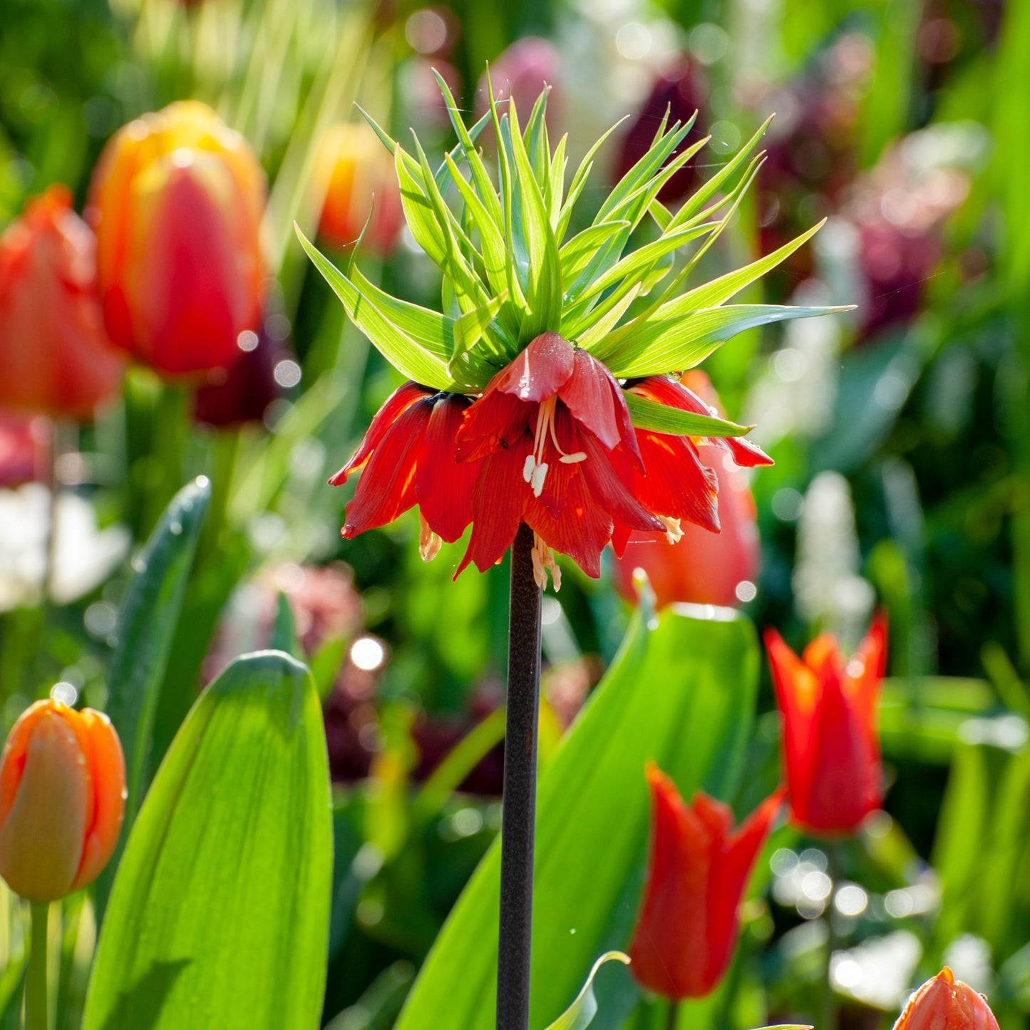 Fritillaria Roja - 3 Pzs - Fritillaria Rubra - Bulbos De Flores - Naranja