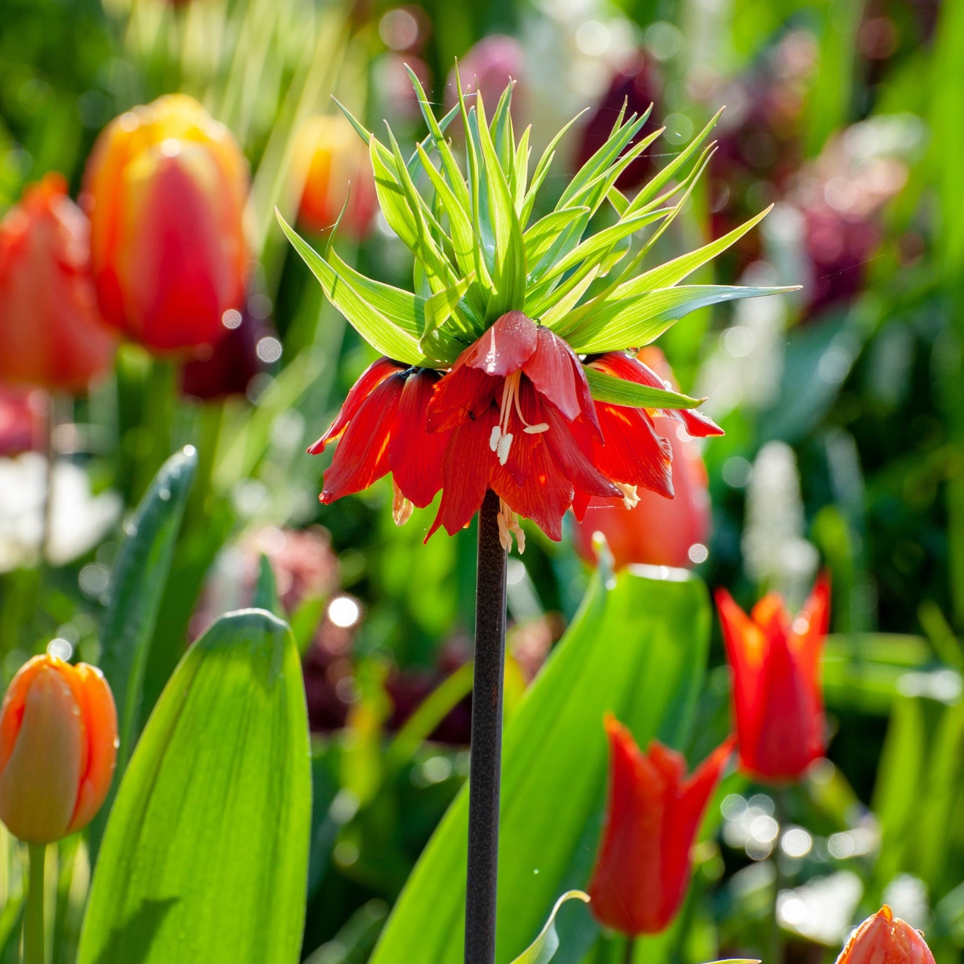Fritillaria Roja - 3 Pzs - Fritillaria Rubra - Bulbos De Flores - Naranja