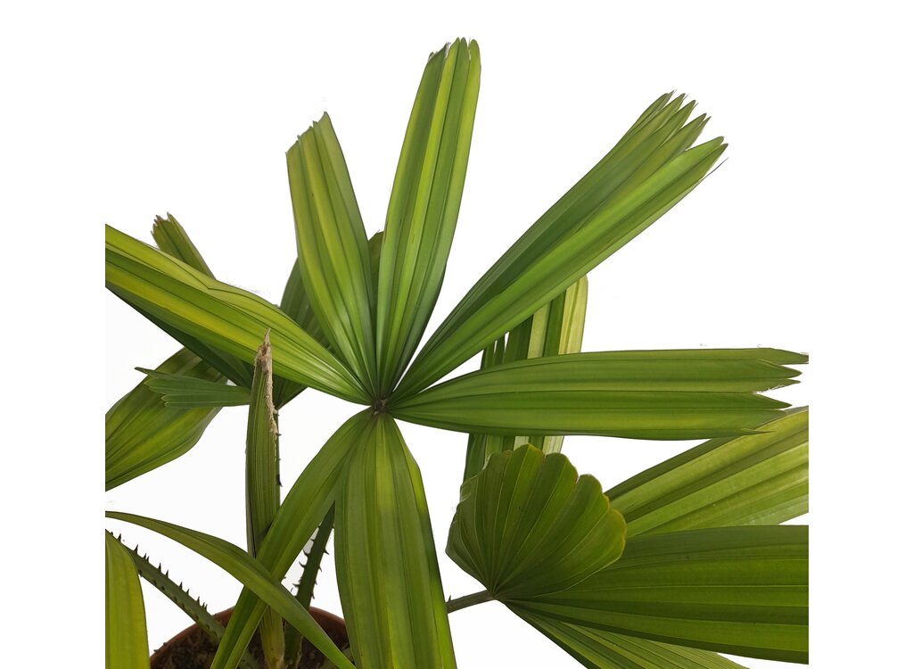 Licuala Spinosa M20 50cm