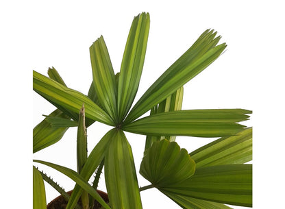 Licuala Spinosa M20 50cm