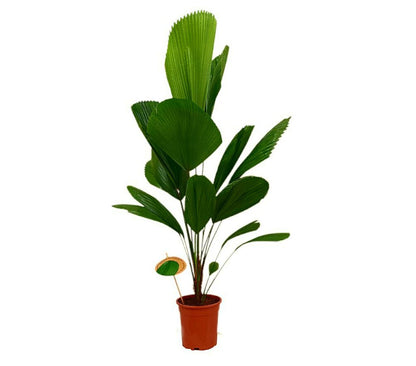 Licuala Grandis M19 100 - 120cm_0