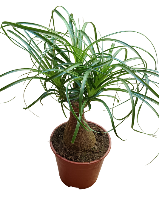 Nolina Planta Pata De Elefante 35 Cm Interior Ø14_0