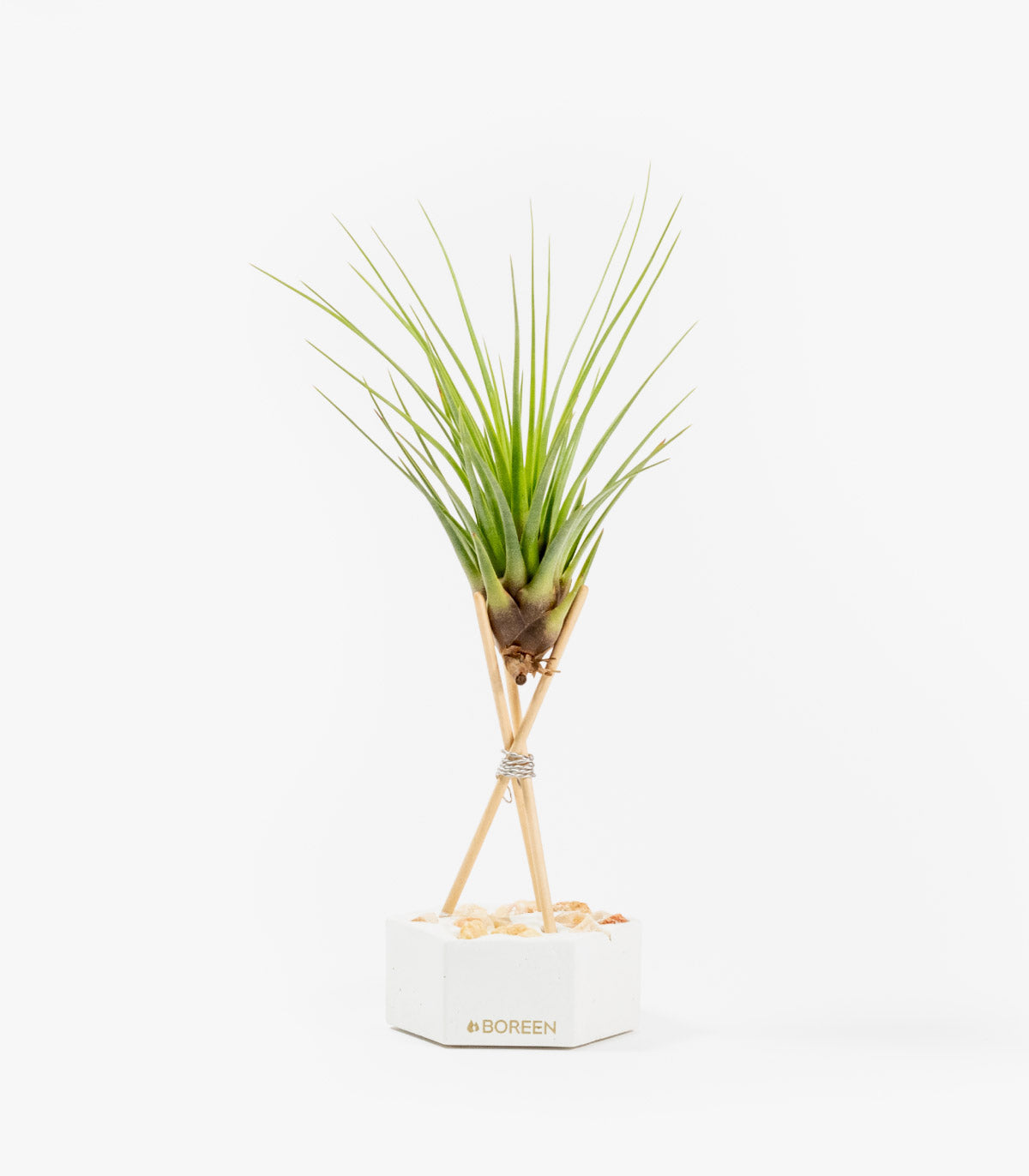 Planta De Aire Tillandsia Tricolor Con Hexágono De Cemento Varillas De Madera Y Piedras Rosadas_0