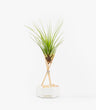 Planta De Aire Tillandsia Tricolor Con Hexágono De Cemento Varillas De Madera Y Piedras Rosadas