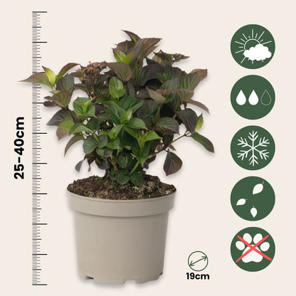 Hortensia - 2 Pzs - Hydrangea 'dare Devil' - Altura 25-40cm - ⌀19cm_2