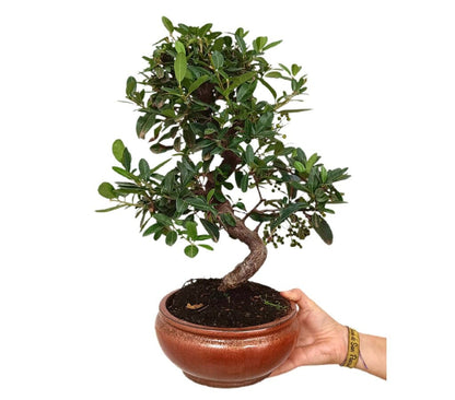 Bonsái Pyracantha 13 Años (espino De Fuego)_0