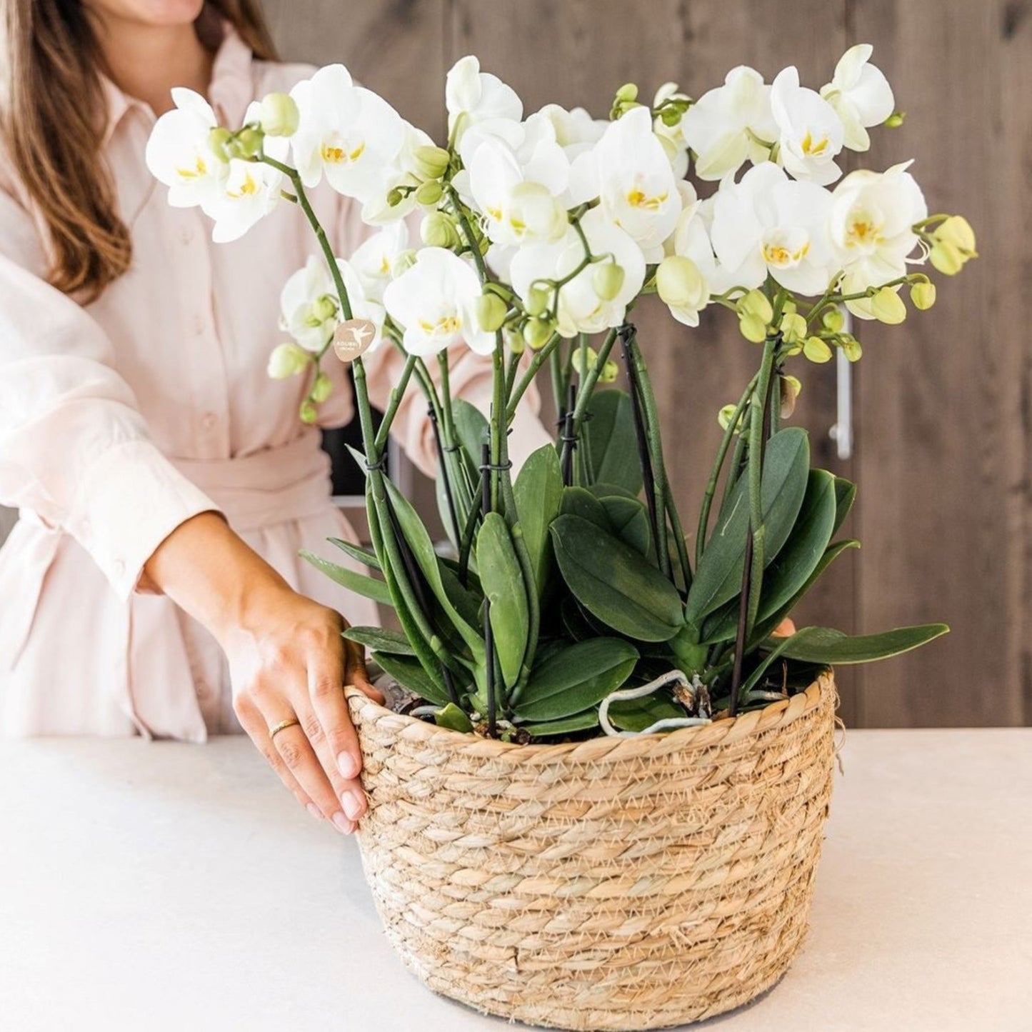 Orquídea En Cesta Blanca - Phalaenopsis - Altura 40–50cm - ⌀28cm