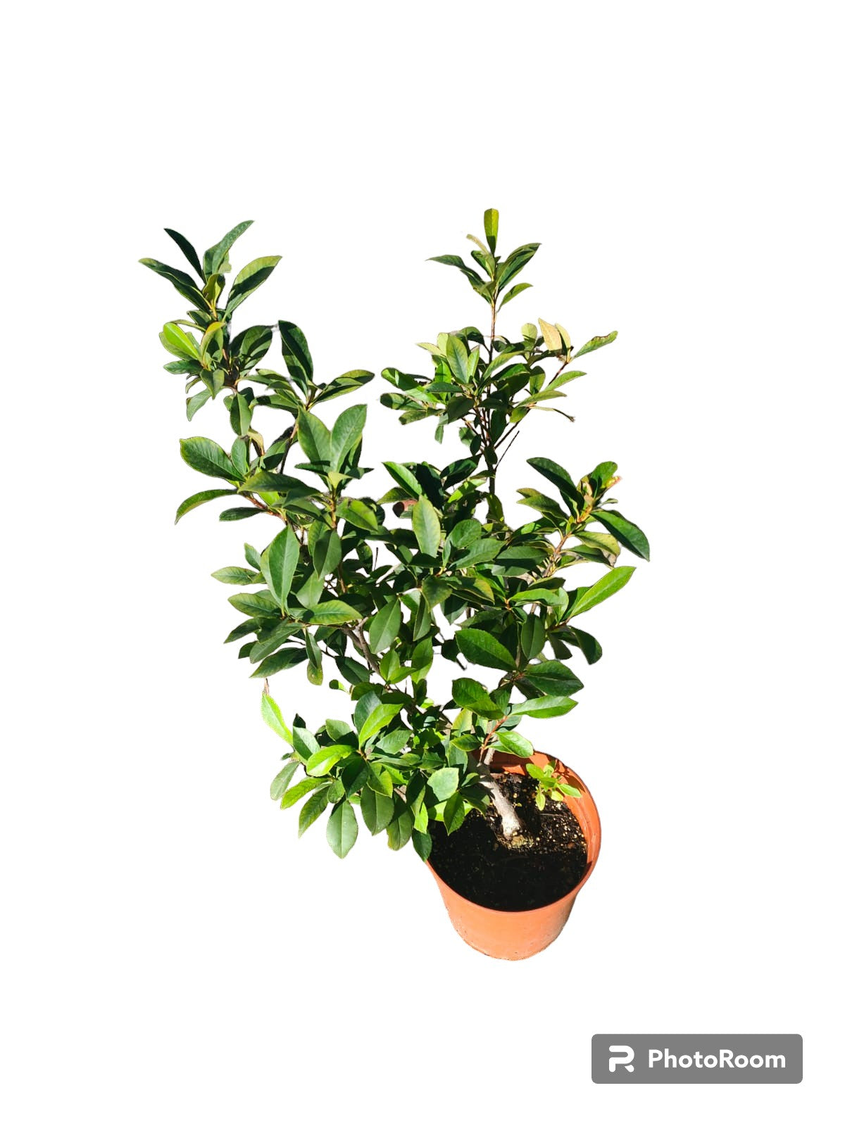 Photinia Red Robbin Maceta