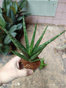 Sansevieria Sp 2 Planta De Interior