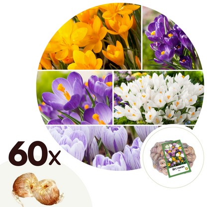 Bulbos De Crocus - 60 Pzs - Crocus Mix - Bulbos De Flores_0