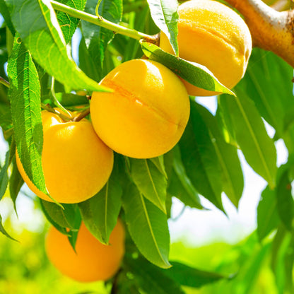 Frutal Melocotonero Amarillo De Agosto - Planta Natural - Maceta 26cm. - Altura Aprox. 120/150