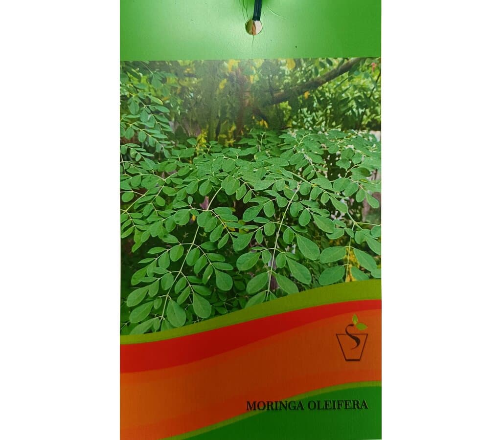 Moringa Oleifera Tb20 170cm_1