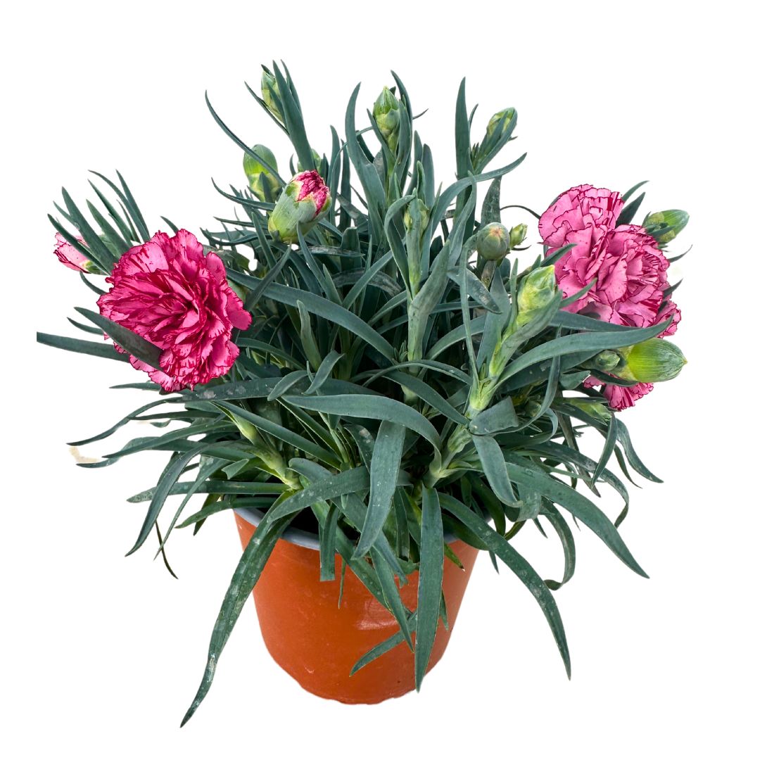 Clavel En Maceta De 13cm: La Flor Perfecta Para Alegrar Tu Hogar_0