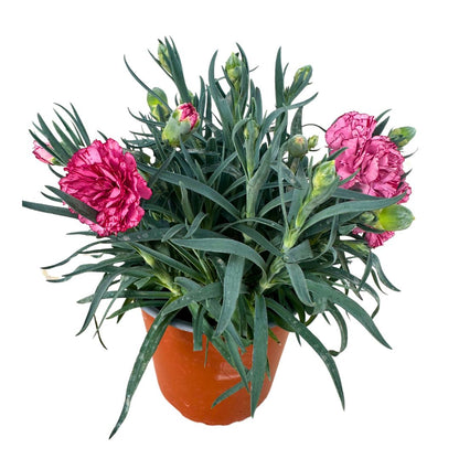 Clavel En Maceta De 13cm: La Flor Perfecta Para Alegrar Tu Hogar