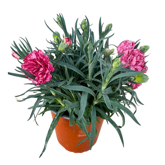 Clavel En Maceta De 13cm: La Flor Perfecta Para Alegrar Tu Hogar