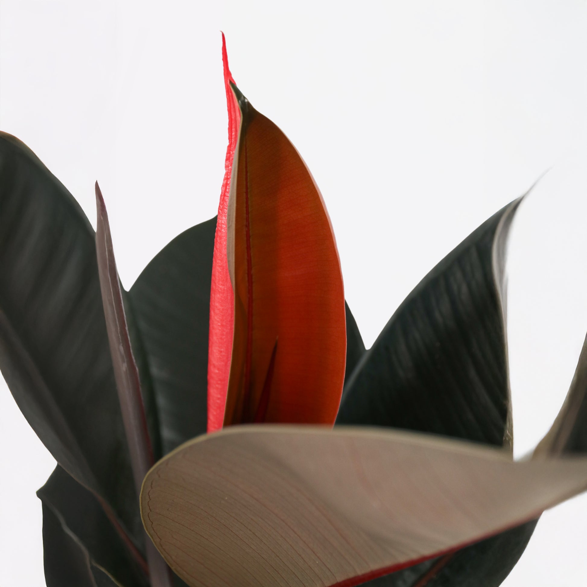 Higuera Cauchera - Ficus Elastica 'abidjan' - Altura 75-100cm - ⌀24cm